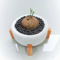 ราคา Katombimai กระถางอิฐมวลเบา ทรงA01 พร้อมขาตั้งไม้ ขาว L ขาตั้งไม้ (10788886)