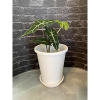 ราคา CK DECOR กระถางต้นไม้พลาสติกวินเทจ ขาวทรงสูง6นิ้ว (10893370)
