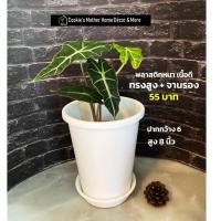 ราคา CK DECOR กระถางต้นไม้พลาสติก กระถางต้นไม้พลาสติกขาวทรงสูงจานรอง (10893436)
