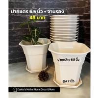ราคา CK DECOR กระถางต้นไม้พลาสติก กระถางต้นไม้พลาสติกปากแตรถาดรอง6.5นิ้ว (10893399)