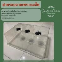 ราคา (ฝาครอบ) ถาดเพาะปลูก ถาดเพาะ ถาดไดโซะ ถาดเพาะชำ ถาดใส่กระถางแคคตัส ถาดแคคตัส ถาดเพาะเมล็ด (มีรูระบายอากาศ) 50x35x8ซม. ฝา (10984304)