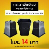 ราคา pimy garden กระถางทรงสูง 6.5 นิ้ว สูง 8 นิ้ว แบบสี่เหลี่ยม ไม่ล้มง่าย แบบหนา (12136483)