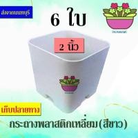 ราคา papamami กระถางพลาสติก กระถางขาว เหลี่ยม 2นิ้ว (5ใบ) (12418849)