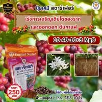 ราคา ฟาร์มเกษตร ปุ๋ย ฉีดพ่น ต้นกาแฟ โตไว ใบเขียว เร่งราก เร่งดอก ผลใหญ่ ผลดก น้ำหนักดี เพิ่มผลผลิต โดย สตาร์เฟอร์ เร่งราก เร่งดอก (12582007)