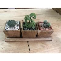 ราคา Naijanshop กระถางใส่ต้นกระบองเพชร กระถางต้นไม้ ขนาดกระถาง 65x65 สูง 6 ซม. เซ็ต 3 ชิ้นมาพร้อมถาดรอง สีธรรมชาติ (12565281)