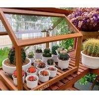 ราคา Thegangcactus บ้านแคคตัสใหญ่ หลังคากระจก โรงเรือนกระบองเพชร ชั้นวางต้นไม้ ชั้นวางกระบองเพชร 47 x 33 x 39 โรงเรือน สีไม้ (10509981)