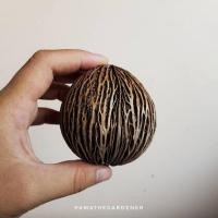 ราคา Pamathegardener ลูกตีนเป็ด น้อยกว่า 7 ซม. ลูกตีนเป็ด ธรรมชาติ (10547837)