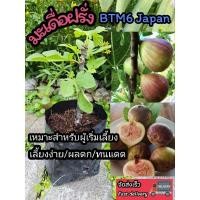 ราคา ต้นฟิกซ์ ต้นมะเดื่อฝรั่ง พันธุ์BTM6 พันธุ์ญี่ปุ่น บราวน์ตุรกี ลูกมะเดื่อ พันธุ์มะเดื่อ ลูกฟิกซ์ (12656887)