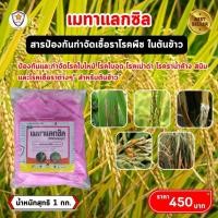 ราคา ฟาร์มเกษตร ต้นข้าว ใบไหม้ ใบจุด ถอดฝักดาบ ดอกกระถิน กำจัดด้วย เมทาแล็กซิล และเร่งฟื้นฟู ด้วย กำจัดโรคเชื้อรา (12582658)