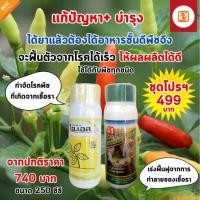 ราคา ฟาร์มเกษตร โรคกุ้งแห้งในพริก พริกใบเหลือง พลิกใบแห้ง เมล็ดพริกแห้ง ชุดโปรฯ (12583002)