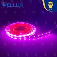 ราคา Wellux ไฟริบบิ้น LED Strip 12V 5050 (5 เมตร) ไฟเส้น Strip LED ชมพู Pink (12112801)