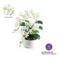 ราคา Handitop แจกันดอกไม้ของขวัญให้เพื่อน HAAR210008 Rhynchostylis Gigantic x 2 Stems สูง 32 ซม. มีให้เลือกใช้ 7 สี ขาวครีม (12331364)