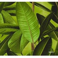 ราคา MDwallpaper วอลเปเปอร์ติดผนัง คอลเลคชั่น DANIEL HECHTER เขียว วอลเปเปอร์หลังกระดาษนอนวูเว่น (10217013)