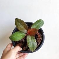 ราคา Pamathegardener กุมารเรียกทรัพย์ดำ กุมารดำ ฟิโลเดนดรอน 1 กระถาง กุมารเรียกทรัพย์ ดำ (10545852)