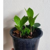 ราคา Pamathegardener กวักมรกตเขียว 6 นิ้ว กวักมรกตเขียว ธรรมชาติ (10546184)