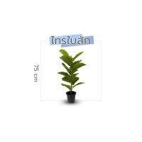 ราคา ปูหญ้าเทียม VG ต้นไม้ปลอมคุณภาพสูง ไทรใบสัก 75 ซม. กระถางดำ (10215492)