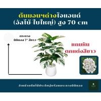 ราคา GREENLEAF.ARTIFICIAL ต้นมอนสเตอร่าด่างไจแอนด์อัลโบ้ 70 cmพร้อมกระถาง กระถางมินิมอลสีขาว7" (10435766)