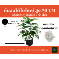 ราคา GREENLEAF.ARTIFICIAL ต้นมอนสเตอร่าด่างไจแอนด์อัลโบ้ 70 cmพร้อมกระถาง 7 นิ้ว (2) ดำ (10435776)