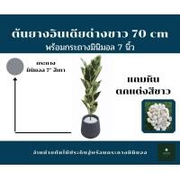 ราคา GREENLEAF.ARTIFICIAL ต้นยางอินเดียด่างขาว 70 cm พร้อมกระถาง สี เทา (10436535)