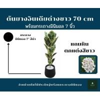 ราคา GREENLEAF.ARTIFICIAL ต้นยางอินเดียด่างขาว 70 cm พร้อมกระถาง ดำ (10436536)