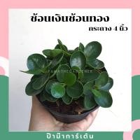ราคา Pamathegardener ต้นช้อนเงินช้อนทอง 4 นิ้ว ต้นช้อนเงินช้อนทอง ธรรมชาติ (10547746)