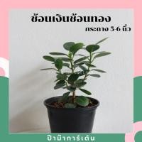 ราคา Pamathegardener ต้นช้อนเงินช้อนทอง 6 นิ้ว ต้นช้อนเงินช้อนทอง ธรรมชาติ (10547747)