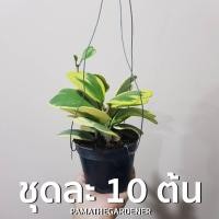 ราคา Pamathegardener โฮย่า ทศกัณฐ์หัวใจ 10 ต้น/ชุด โฮย่า ใบด่างนอก (10547833)