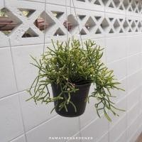 ราคา Pamathegardener ริพซาลิสปะการัง ดำ 4 นิ้ว ริพซาลิสปะการัง (10547840)