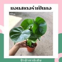 ราคา Pamathegardener ต้นมอนสเตอร่า แบบเพาะเมล็ด แบบกอ ต้นมอนสเตอร่า ธรรมชาติ (10546497)
