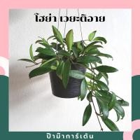 ราคา Pamathegardener โฮย่า เวยะติอาย Hoya Wayetii 1 กระถาง โฮย่า ธรรมชาติ (10547723)