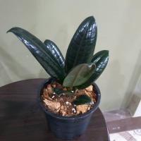 ราคา Pamathegardener ยางอินเดีย ยางอินเดียใบดำ 20-25 ซม. ยางอินเดีย ธรรมชาติ (10547816)