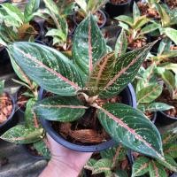 ราคา Pamathegardener เลกาซี่เขียว รวยล้นฟ้า อโกลนีมา สีธรรมชาติ 1 กระถาง เลกาซี่เขียว (10545532)