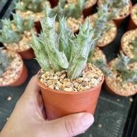 ราคา Pamathegardener เก๋งจีน ลายม่วง ธรรมชาติ 3 นิ้ว เก่งจีน ลายม่วง (10545659)