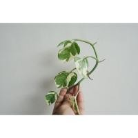ราคา Pamathegardener ต้นพลูด่างงาช้าง 1 กิ่ง พลูด่างงาช้าง ธรรมชาติ (10545566)