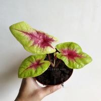 ราคา Pamathegardener บอนสตอเบอรี่สตาร์ พญาเศวต นิวเวฟ ไข่เค็ม บอนไข่เค็ม M บอน (10545910)