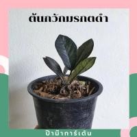 ราคา Pamathegardener กวักมรกตดำ 8 นิ้ว กวักมรกตดำ ธรรมชาติ (10546159)