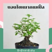 ราคา Pamathegardener บอนไซ มีหลายสายพันธุ์ 3 นิ้ว บอนไซหมากเมเบิ้ล ธรรมชาติ (10546259)