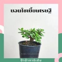 ราคา Pamathegardener บอนไซ มีหลายสายพันธุ์ 3 นิ้ว บอนไซเบี้ยเศรษฐี ธรรมชาติ (10546264)