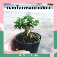 ราคา Pamathegardener บอนไซ มีหลายสายพันธุ์ ธรรมชาติ 3 นิ้ว บอนไซเพรมน่าเขียว (10546255)
