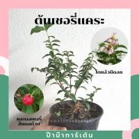 ราคา Pamathegardener บอนไซ มีหลายสายพันธุ์ ธรรมชาติ 3 นิ้ว เชอรี่แคระ (10546274)
