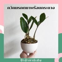 ราคา Pamathegardener ต้นกวักมรกต ธรรมชาติ 3 นิ้ว ต้นกวักมรกต (10548161)