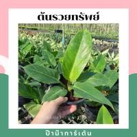 ราคา Pamathegardener ต้นรวยทรัพย์ 6 นิ้ว ต้นรวยทรัพย์ ธรรมชาติ (10548250)