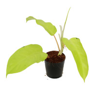 ราคา นครมีดี ไร่มณี ต้นไม้ฟอกอากาศ ต้นฟิโลเดนดรอน ฟิโลเดนดรอน 1 ต้น ต้นไม้ฟอกอากาศ (10538346)
