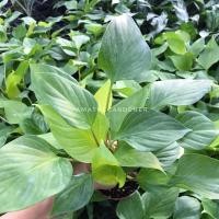 ราคา Pamathegardener เสน่ห์จันทร์ทองพุ่มสวย สีธรรมชาติ 1 กระถาง เสน่ห์จันทร์ทอง (10545533)