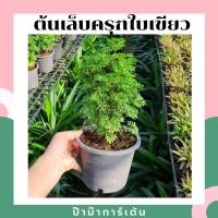 ราคา Pamathegardener ต้นเล็บครุฑใบเขียว เล็บครุฑใบด่าง 5 - 6 นิ้ว ต้นเล็บครุฑ ใบเขียว (10545736)