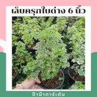 ราคา Pamathegardener ต้นเล็บครุฑใบเขียว เล็บครุฑใบด่าง 5 - 6 นิ้ว ต้นเล็บครุฑ ใบด่าง (10545737)