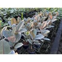 ราคา Pamathegardener ต้นยางอินเดียด่างชมพู 30 ซม. ต้นยางอินเดีย ด่างชมพู (10545738)