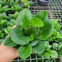 ราคา Pamathegardener ต้นเปเปอร์หยก ธรรมชาติ 3 นิ้ว ต้นเปเปอร์หยก (10545739)