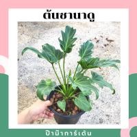 ราคา Pamathegardener ต้นซานาดู ฟิโลเดนดรอน Philodendron Xanadu 1 กระถาง ต้นซานาดู ธรรมชาติ (10545966)