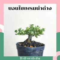 ราคา Pamathegardener บอนไซ มีหลายสายพันธุ์ 3 นิ้ว บอนไซเพรมน่าด่าง ธรรมชาติ (10546260)